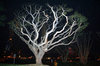 Tree Light: Bare tree limbs shine in the light of the camera flash.