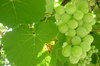 Wine to be 2: Grape