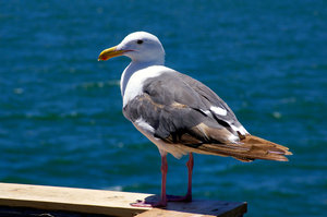 Seagull posing: A seagull posing for me on the pier at Seal Beach, California.