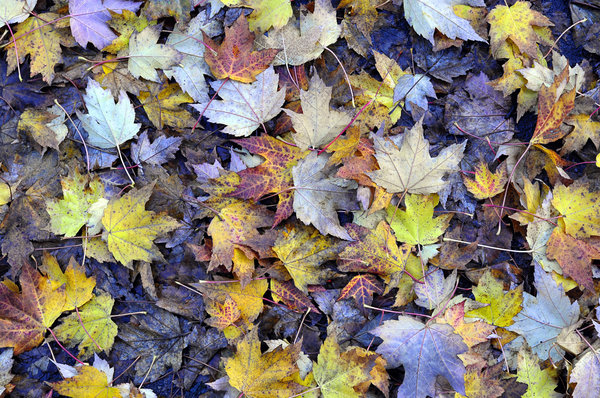 kolory jesieni: 