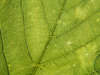 leaf: No description