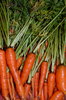 carrots!: Carrots from my garden before and after washing. It was a sad harvest this year, but my first attempt a growing carrots. haha. Please comment.