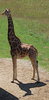 Giraffe: Look! It's a giraffe!