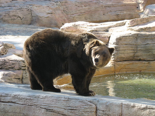 grizzly bear: a grizzly bear at assiniboine park zoo in winnipeg.