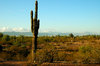 Saguaro cactus 2: Here are a variety of saguaro cactus taken north of Scottsdale, Arizona.