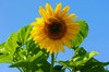 Sunflower Sunshine 4: Sunflower Sunshine