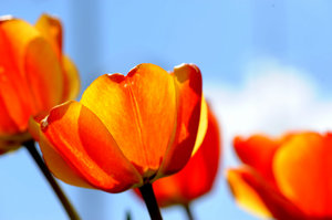 tulipany: 