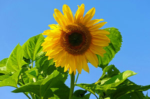 Sunflower Sunshine 4: 