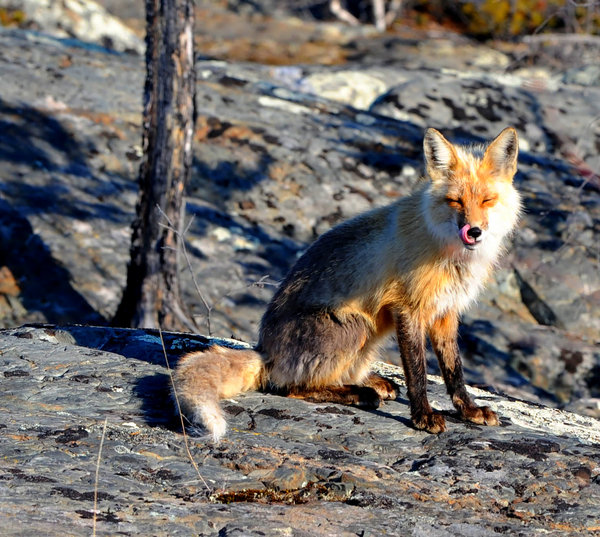 Fox 5: These pictures were taken 10km north of Yellowknife, NWT Canada