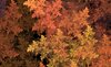 Autumn Leaves: Images generated by soft Apophysis and me !