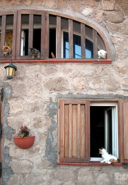 Dogs and cats: Dogs and cats appear at windows of a house in Ventotene isle (Italy)