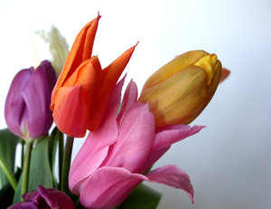 tulipanes 2: 
