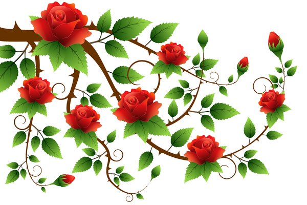 Roses Branch: Roses branch on the white background