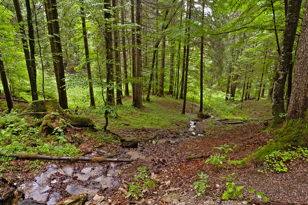 Bavarian Forest: Picture was taken in Souht-Bavaria, Germany