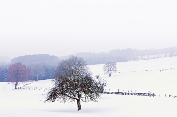 Winter in the Ardennes: Picture wat taken in the Ardennes, Blelgium.
