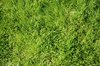 grass: how to grow it...