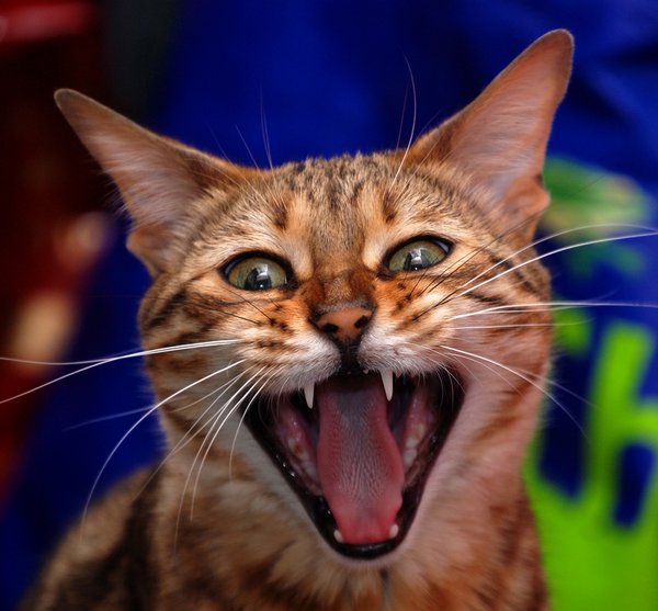c a t: crazy cat yawn attack