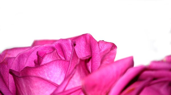 pink rose border: no description