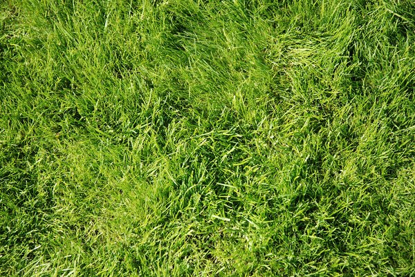 grass: how to grow it...