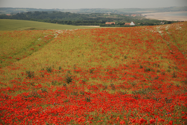 Poppies: Poppies growing in fields - France