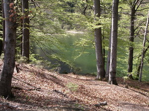 Austria 2: Photos from Austria. Lake in the wood