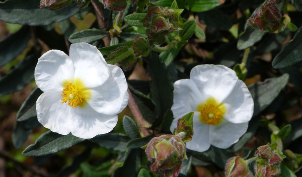 witte bloemen in een tuin: 