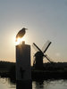 Windmill: Somewhere in Holland