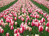 Dutch Tulip Temporada: 