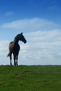 Horse: Dutch landscape