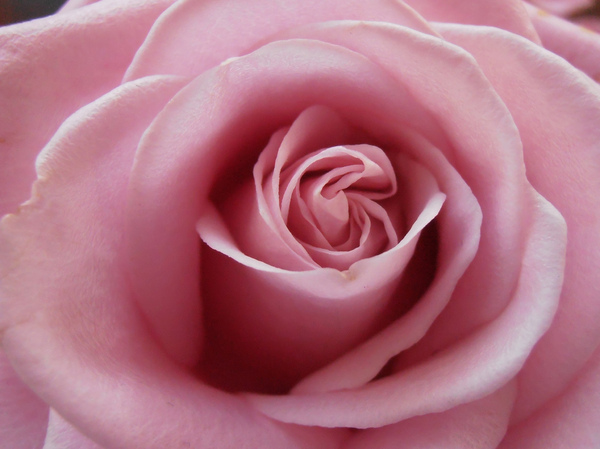 Rose: Rose