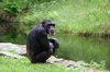 Chimpansee: 