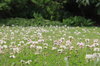 Clover Meadow: Clover meadow