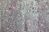 Colored Tile: Green tile with rose inclusions looking like erythrocytes unter a microscope