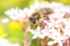 Honey Bee 2: Honey bee on blossom