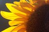 Sunflower2: 