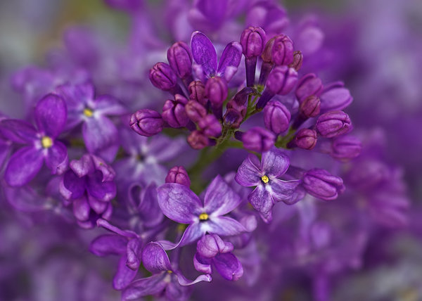 Dreamy Lilac: A close up of a lilac.