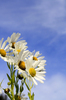 michaelmas daisies: michaelmas daisies in the sun