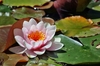 water lilies: water lilies or Nymphaeaceae (rhizomatous aquatic herbs)