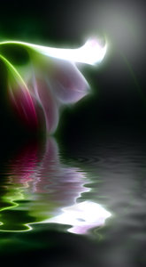 Moon lily abstract: 