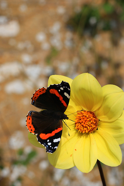 Butterfly feeding: Butterfly feeding on a flower