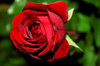 Red Rose: 