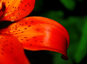Flower - orange: Flower - orange