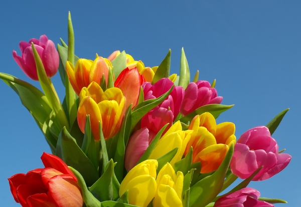 tulips1: 