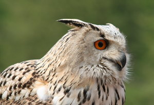 eagle owl: pose...