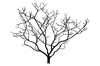 Magnolien-Baum-Silhouette: 