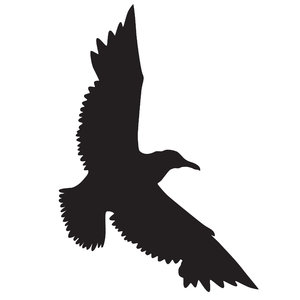 Silhouette Seagull: three flying seagulls black on white