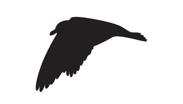 silhouette flying seagull: Adobe Illustrator CS5

there's another one..