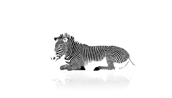 Wallpaper Zebra: 