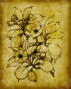 Botanical illustration: Botanical drawing on parchment