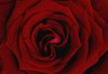 red rose: No description